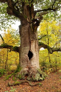 Trunk of the monumental English oak (Quercus robur) in an autumn scene in the Sababurg primeval