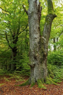 Trunk of a monumental copper beech (Fagus sylvatica) in a primeval forest, Reinhardswald nature