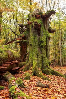 Autumnal forest scene with a trunk of an ancient, dead and bent tree covered with moss and tree