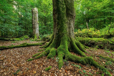Winding roots of an ancient moss-covered tree, deadwood and lush deciduous forest in the