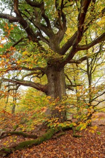 Trunk of a monumental English oak (Quercus robur) in an autumn scene in the Sababurg primeval