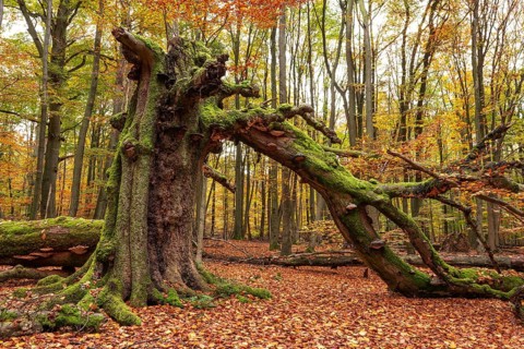 Autumnal forest scene with a trunk of an ancient, dead and bent tree covered with moss and tree
