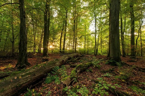 The morning sun shines into a primeval deciduous forest with moss-covered deadwood on the ground,