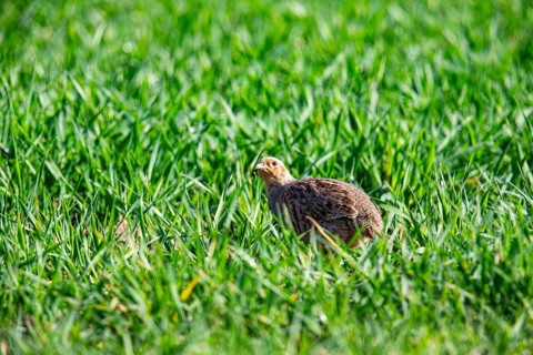 Grey partridge (Perdix perdix) Germany