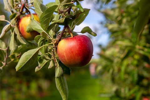 Apples ready for harvest at a fruit farm in the Palatinate