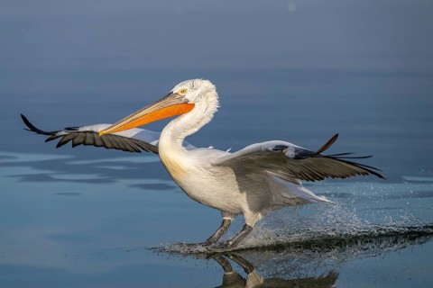 Dalmatian Pelican (Pelecanus crispus), Dalmatian Pelican, landing, long exposure, Lake Kerkini,