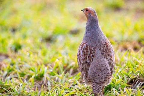 Grey partridge (Perdix perdix) Germany
