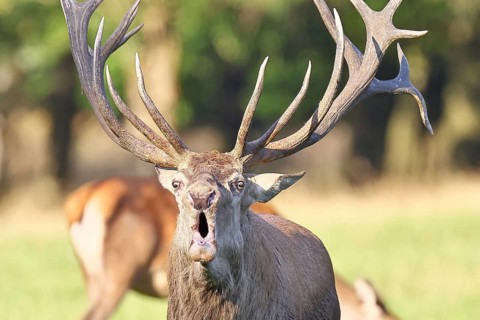 Red deer (Cervus elaphus) during the rutting season, a large stag roaring in a forest clearing,