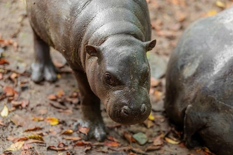 A female pygmy hippopotamus (Choeropsis liberiensis) stands next to its mother. Liberia, West