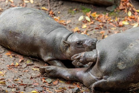 A female pygmy hippopotamus (Choeropsis liberiensis) nurses its calf. Liberia, West-Afrika