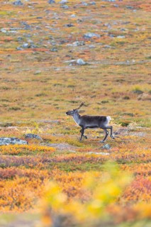 Reindeer at Abisko National Park in the colourful autumn of Lapland below Lapporten, Cuonjávággi