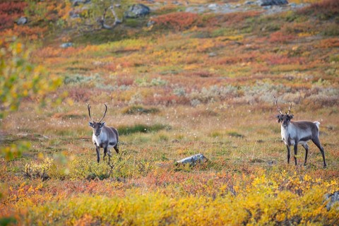 Reindeer herd at Abisko National Park in the colourful autumn of Lapland below Lapporten,