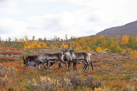 Reindeer herd at Abisko National Park in the colourful autumn of Lapland below Lapporten,
