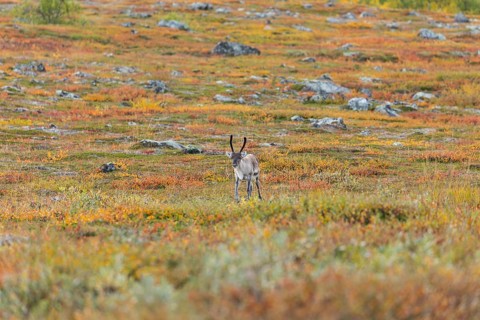Reindeer at Abisko National Park in the colourful autumn of Lapland below Lapporten, Cuonjávággi