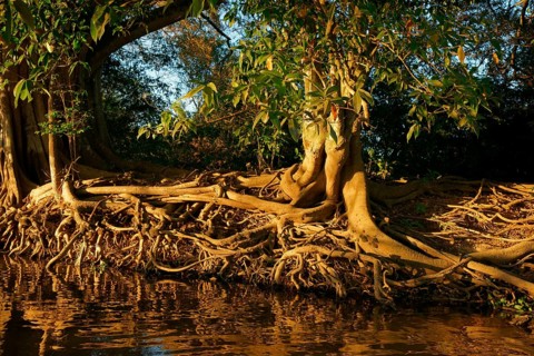 Ficus spec on the riverbank in the Pantanal Brazil