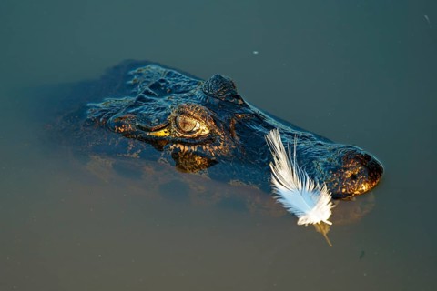 Spectacled caiman (Caiman yacare, Caiman crocodilus yacare), portrait, Pantanal, Brazil, South