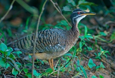 Sun rail (Eurypyga helias) Pantanal Brazil