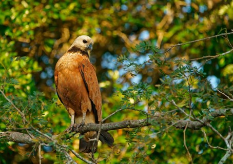 Fish Buzzard (Busarellus nigricollis), Pantanal, inland, wetland, UNESCO Biosphere Reserve, World