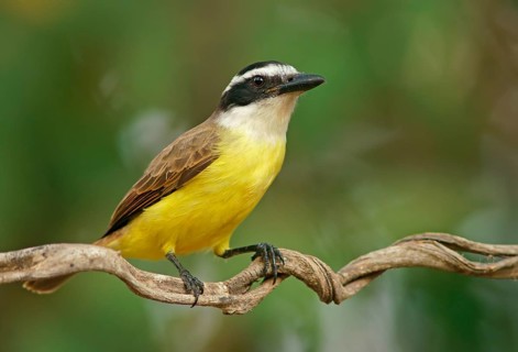 Sulphur-masked tyrant (Pitangus sulphuratus), Pantanal, Brazil, South America