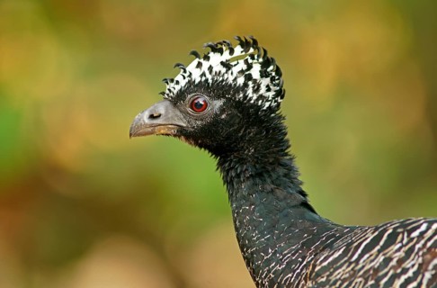 Sclater Hokko (Crax fasciolata), adult bird, female, Pantanal, Mato Grosso, Brazil, South America