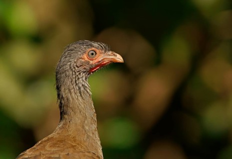 Bronze guan (Penelope obscura), Pantanal, Brazil, South America