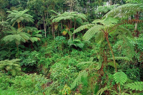 Tree fern Indonesia