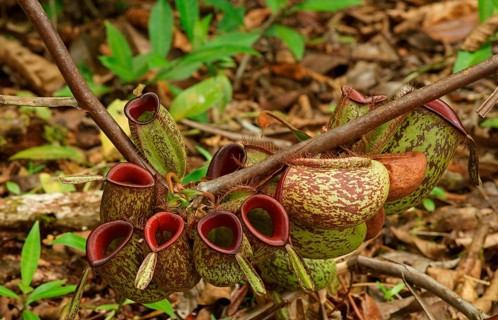 Pitcher plant, Borneo, Indonesia