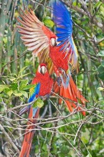 Scarlet Macaws (Ara macao) perching on a tree, Corcovado National Park, Osa Peninsula, Costa Rica