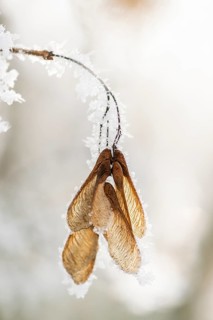 Ice crystals from roarfrost on Amur maple (Acer tataricum subsp. ginnala) seeds at sunshine in