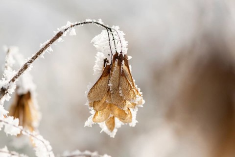 Ice crystals from roarfrost on Amur maple (Acer tataricum subsp. ginnala) seeds at sunshine in
