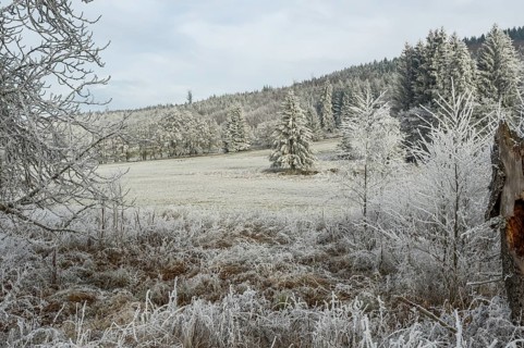 Meadow in a valley surrounded by a mixed forest with norway spruce (Picea abies) and European beech