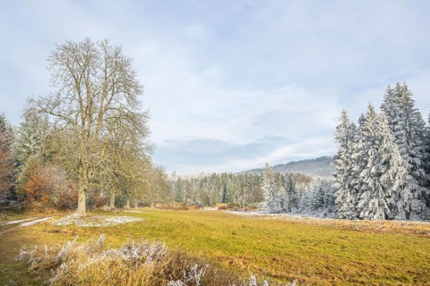 Meadow in a valley surrounded by a mixed forest with norway spruce (Picea abies) and European beech