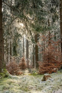 Mixed forest with norway spruce (Picea abies) and European beech (Fagus sylvatica) white from