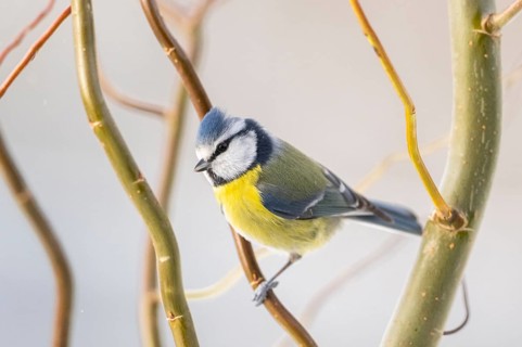 Eurasian blue tit (Cyanistes caeruleus) sitting on a branch, Bavaria, Germany