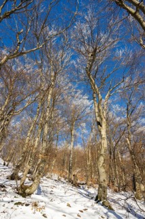 European beech (Fagus sylvatica) trees in a forest with hoarfrost on the branches in winter, Vápec,