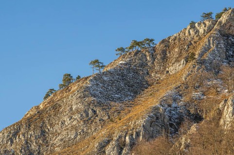 Scots pine (Pinus sylvestris) trees growing on a huge rock in winter, Vápec, Horná Poruba, Slovakia
