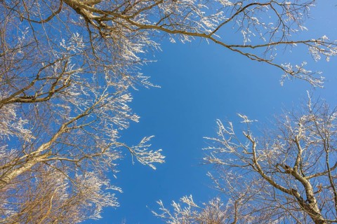 European beech (Fagus sylvatica) trees in a forest with hoarfrost on the branches in winter, Vápec,