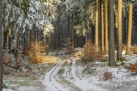 Forest road going through a mixed forest white from roarfrost on a sunny day in winter, Bavaria,