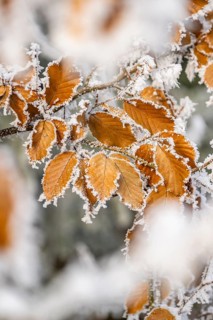 Ice crystals from roarfrost on a common beech (Fagus sylvatica) leaf at sunshine in winter,