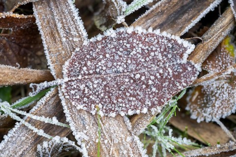 Ice crystals from roarfrost on a goat willow (Salix caprea) leaf lying on the ground in winter,