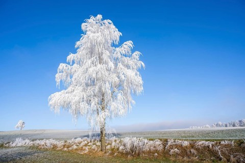 Silver birch (Betula pendula) standing on a meadow with hoarfrost on the branches in front of blue