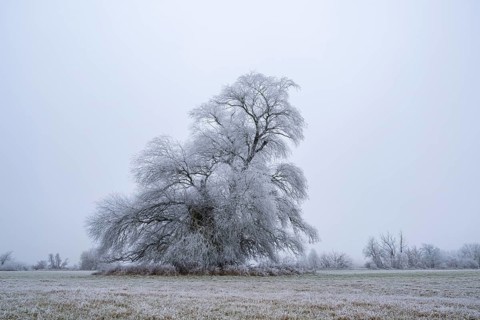 Eastern crack-willow (Salix euxina) standing on a meadow with hoarfrost on the branches in winter,