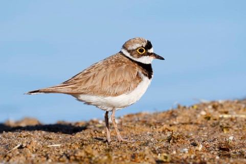 Little Ringed Plover (Charadrius dubius), North Rhine-Westphalia, Germany