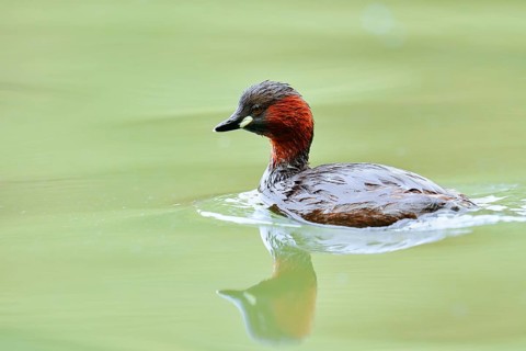 Little grebe (Tachybaptus ruficollis), North Rhine-Westphalia, Germany