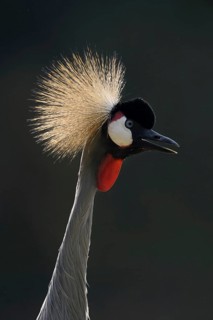 South African Crowned Crane or Grey-necked Crowned Crane (Balearica regulorum), portrait in