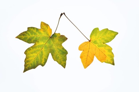 Sugar maple (Acer saccharum), leaves in autumn against a white background, North Rhine-Westphalia,