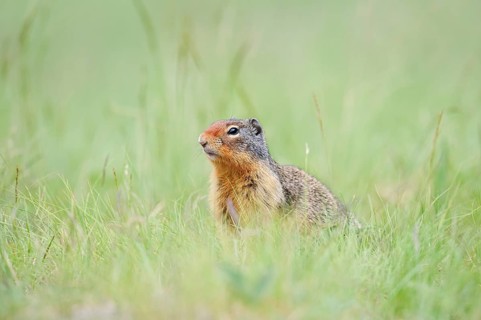 Columbia ground squirrel (Urocitellus columbianus, Spermophilus columbianus), Jasper National Park,