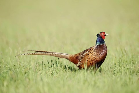 Hunting pheasant (Phasianus colchicus), cock standing in a meadow, North Rhine-Westphalia, Germany