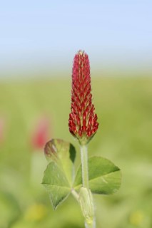 Purple clover or foxtail clover (Trifolium rubens), inflorescence, North Rhine-Westphalia, Germany