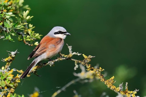 Red-backed shrike (Lanius collurio), male, North Rhine-Westphalia, Germany